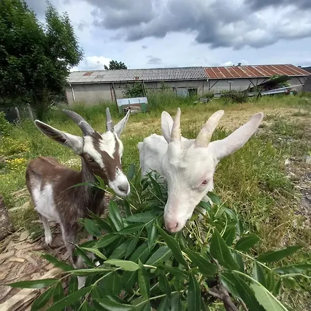 別荘 Petite Maison Avec Piscine *